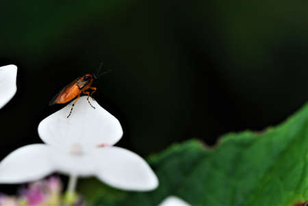 Orange insect with black head and orange black striped legs on white flower leafの写真素材