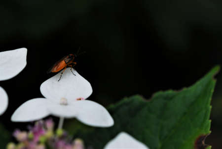 Orange insect with black head and orange black striped legs on white flower leaf