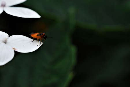 Closeup of an orange insect with black head and striped legs on white flowerの写真素材