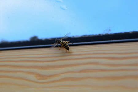 Wasp on the inside of a window frame