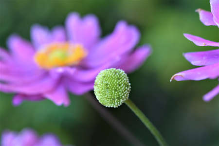 Closeup of the pistil of an autumn anemone in front of a blurred flower