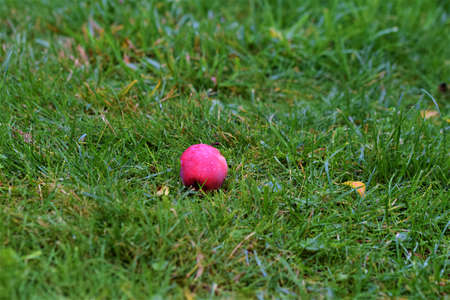 One red wet apple lies on green lawn