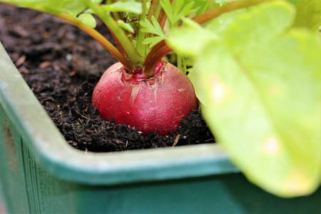 Close up of a red radish one in the balcony boxの写真素材