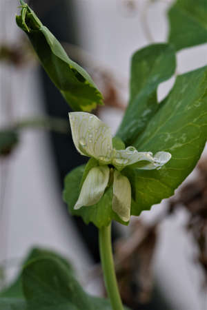 Green peas flower against a green and white background