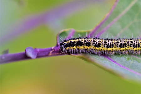 Cabbage caterpillar on a green eaten cabbage leafの写真素材