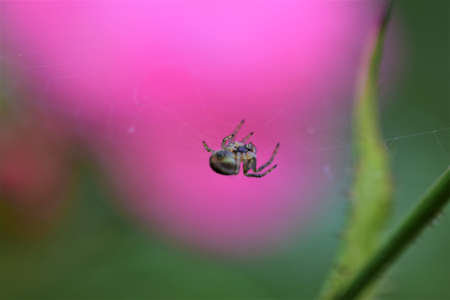 Spider in her spider web against a pink blurred background
