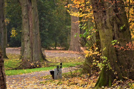 Path in the park surrounded by trees in autumnの写真素材