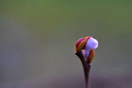 Salix caprea - willow bud as a close up against a blurred green backgroundの写真素材