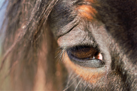 Close up of a brown horses eyeの写真素材