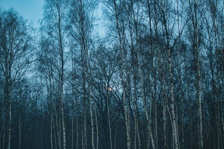 Birch grove in the evening in the fogの写真素材