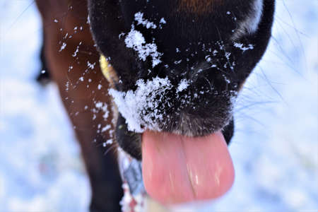 Close up of a brown horses mouth leaking some snowの写真素材