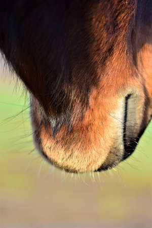 Close up of a brown horses mouth from behind against ablurred background