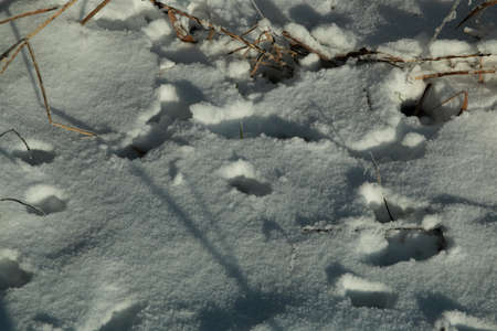 Close up of animal tracks in the snow