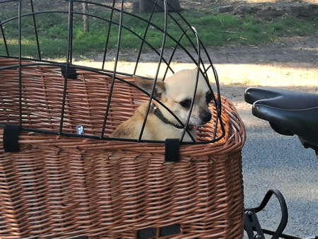 Little chiwawa dog in the bicycle basketの写真素材