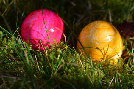 Close up of two colorful eggs in the mossy grassの写真素材