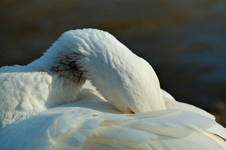 Close up of a white goose cleaning her plumage on the backの写真素材