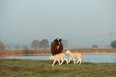 Two little white lambs running and a brown sheep is standing on a dike in front of a lake
