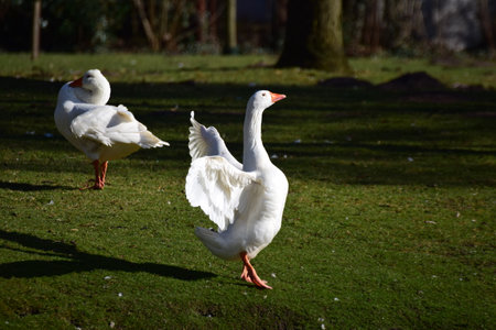 A white goose standing on the lawn spreads her plumageの写真素材