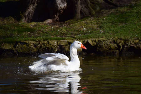 A white goose swims on a lakeの写真素材