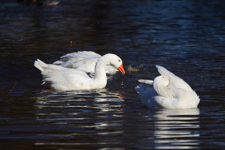 Two white geese are swimming and diving on a lakeの写真素材