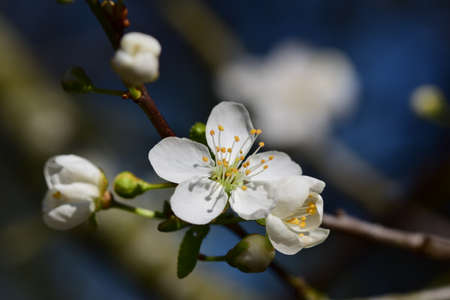 Close up of the first white blossoms on a tree branche in springの写真素材