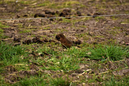 Brown throttle on the ground in the pasture