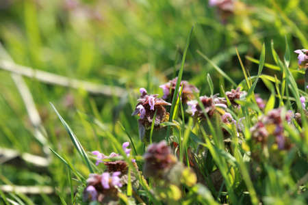 Red deaf nettle on a meadow between grasses on a meadow