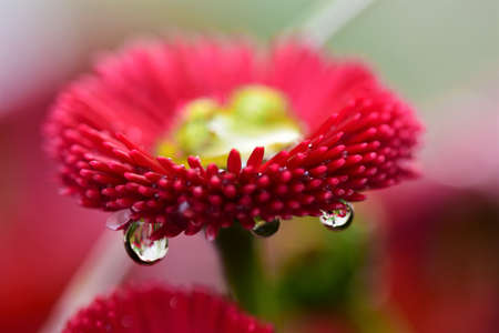 Pink Bellis Perennis after rain as a close upの写真素材