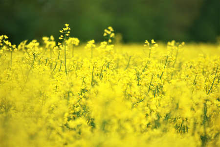 Close up of some yellow rapeseed blossoms against a rapeseed field