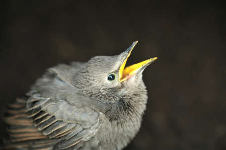 Hungry little star chick as a close upの写真素材
