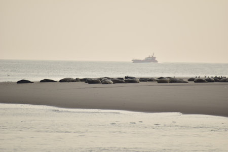 Seals on a sand bank surrounded by the sea on a hazy dayの写真素材