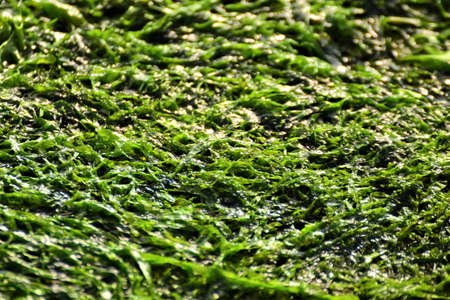 Stones overgrown with algae in the shallow water on the beach