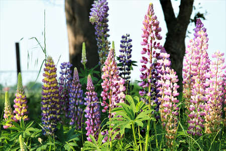 Close up of colorful pink and purple lupinsの写真素材