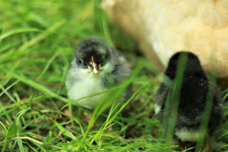 A little young chicken chick in the grass