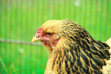 Head of a brown and black colored hen against as a green background close upの写真素材