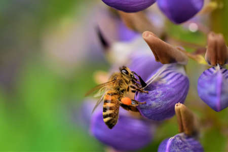 Close up of a honey bee on a purple lupin flowerの写真素材