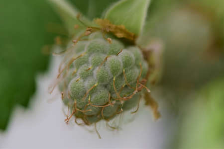 Unripe green raspberry as a close up against a red backgroundの写真素材