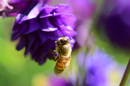Close up of a honey bee on a purple flowerの写真素材