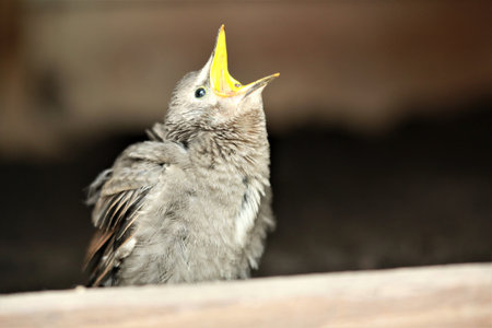 Hungry little star chick as a close up
