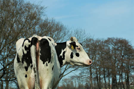 Rear view of a black and white cow on the meadow