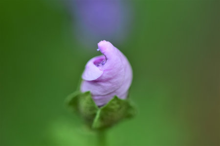 Close up of an unfolding zebra mallow blossom