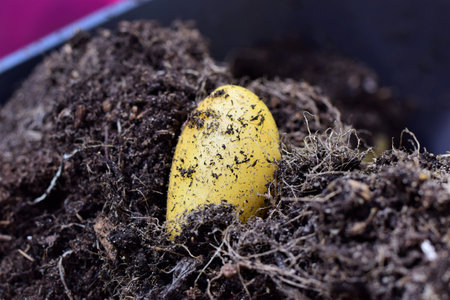Close up of one yellow potato on brown soilの写真素材