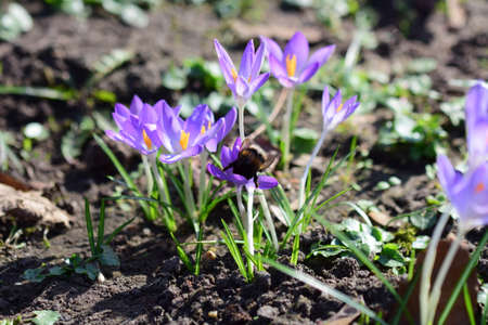 Crocusflower with a bumble bee on a meadow in the park