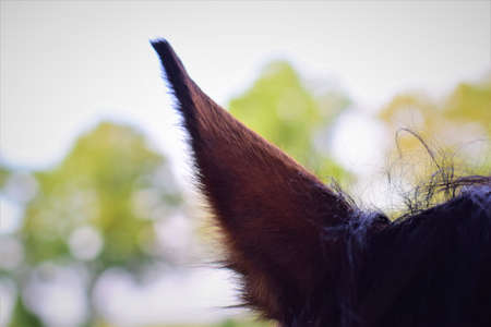 A brown horses ear as a close upの写真素材