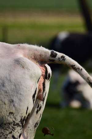 Hind part of a cow during defaecationの写真素材