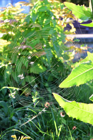 Spider web between green plants as a close upの写真素材