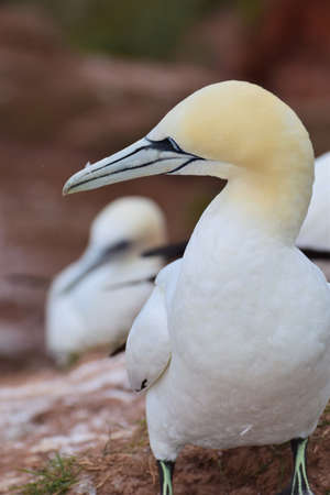 Northern gannet sitting on a red rockの写真素材