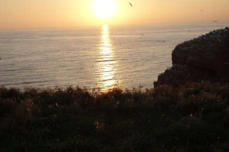 Sunset by the sea with northern gannets on a cliff and in the air