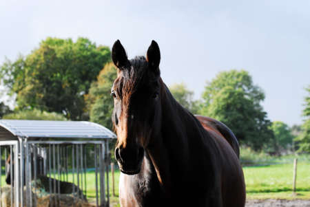 Portrait of a brown horse standing outside on a paddockの写真素材