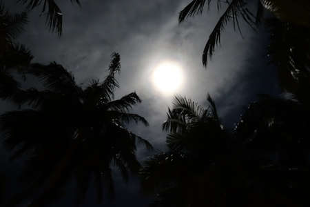 Palm trees edge the moon from below at nightの写真素材